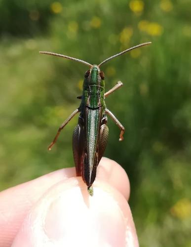Réf. 260 828 : Stenobothrus fischeri glaucescens